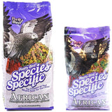Pretty Bird African Grey