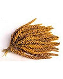 French Spray Millet 1 Lb