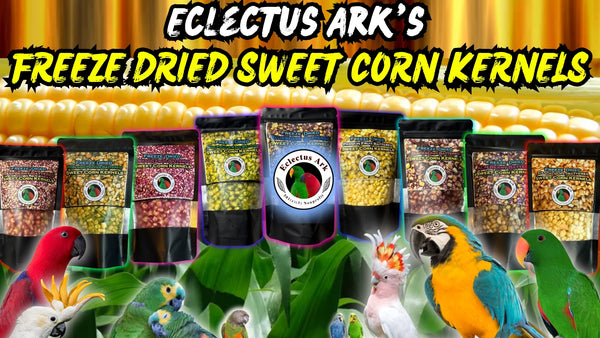 Eclectus Ark's Freeze Dried Battered Corn Kernels