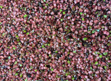 Freeze Dried Hibiscus Apple Seed Mix
